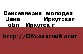 Сансевиерия  молодая › Цена ­ 1 000 - Иркутская обл., Иркутск г.  »    